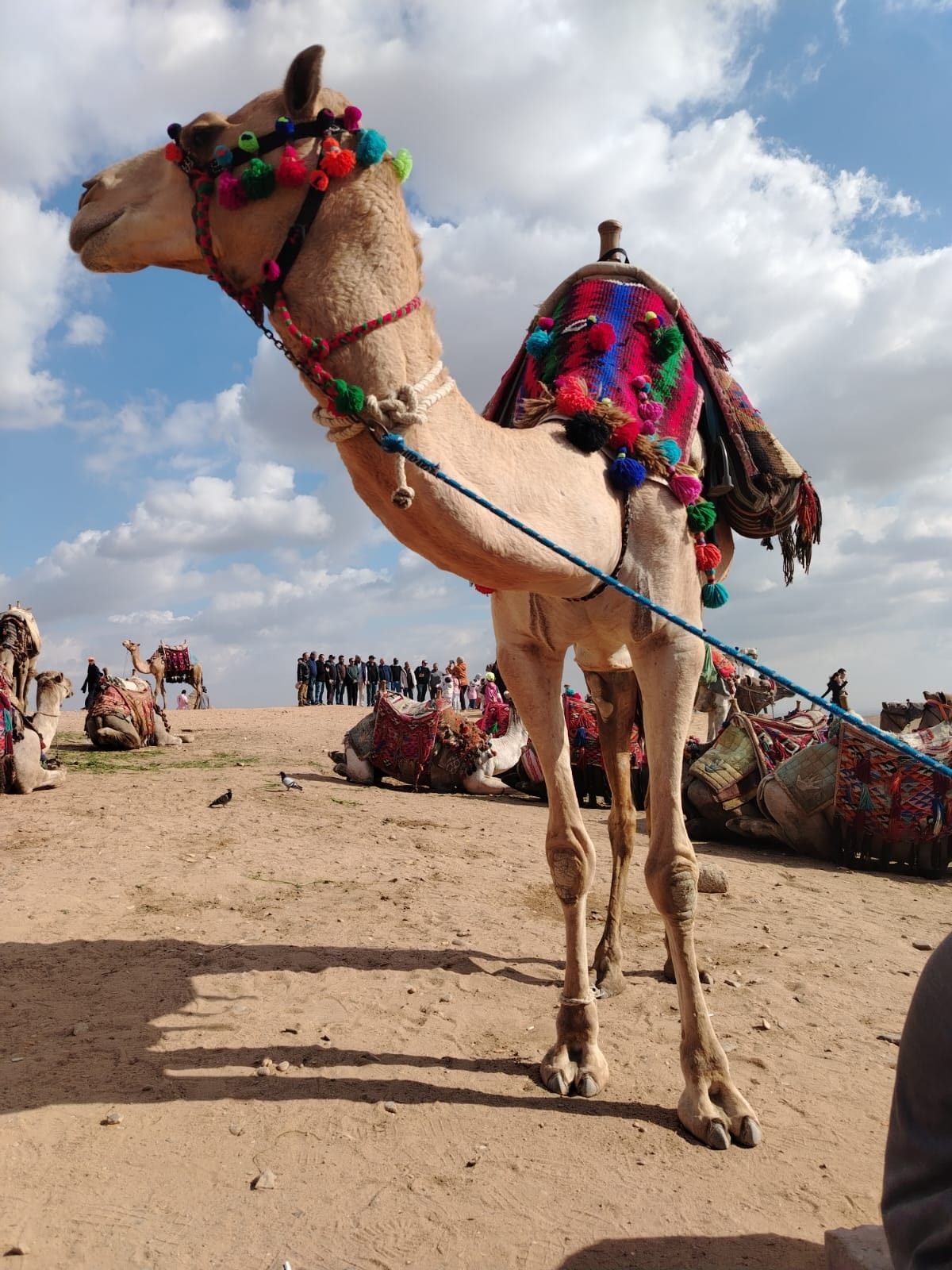 Pyramids of Giza ,Sphinx and Grand Egyptian Museum – photo 3